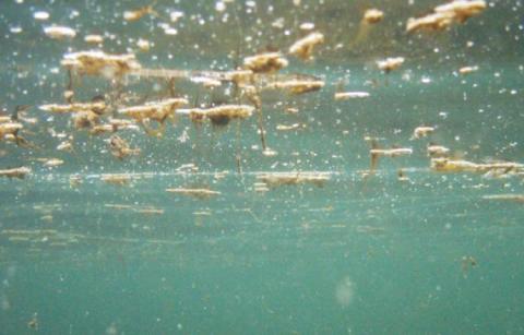 immagine di repertorio alga Ostreopsis Ovata 