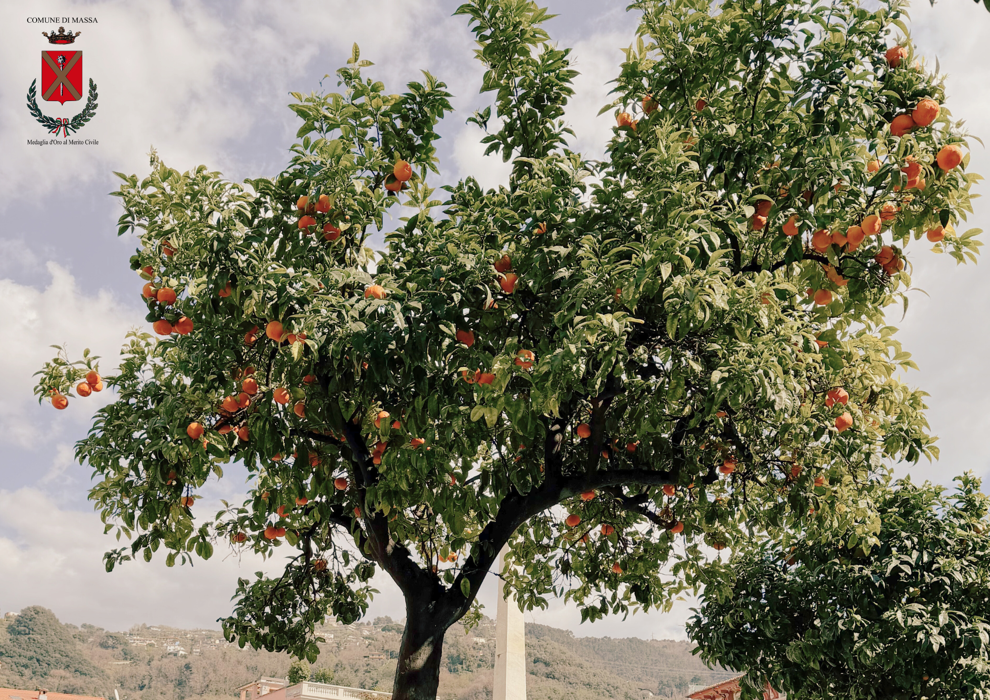 manifestazione interesse arance