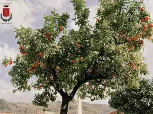 manifestazione interesse arance